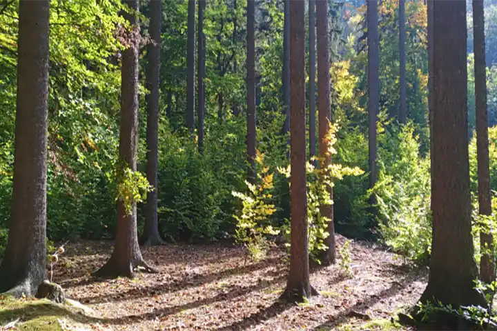 bos Bos producent van echt hout