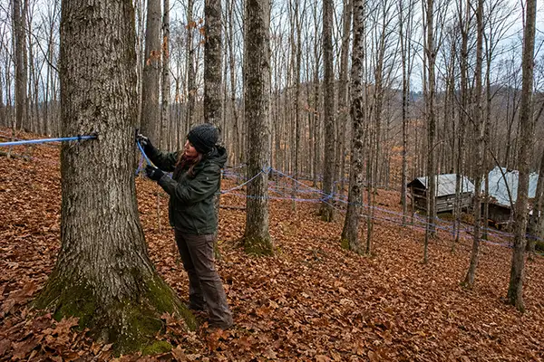 aftappen maple bomen voor ahorn-siroop tappen maple bomen voor ahorn syrop