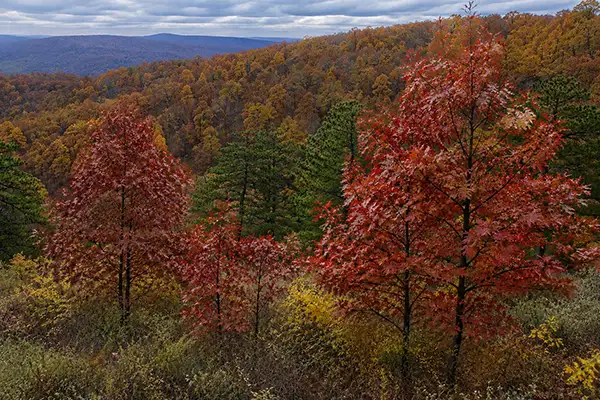 amerikaans eiken Appalachian Amerikaans eiken in Appalachian gebergte